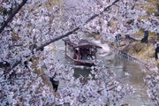 桜に魅了される人々に魅了される私