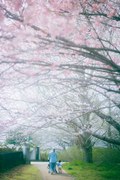 家族花見
