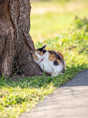 猫っていいな♪