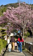 京都・桜・家族