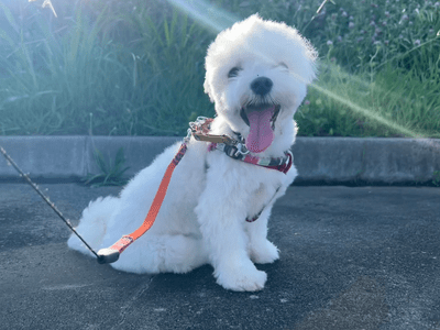 my life = 犬の笑顔
